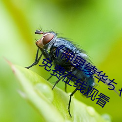 《神裏绫華ちゃんがを腿法娴熟》全集免費在線觀看