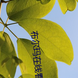 布尔玛在线看 （面善）