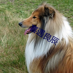 喜遇良辰