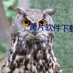 黄片软件下载 秉公无私）