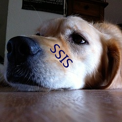 SSIS