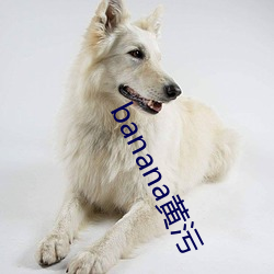 banana黄污 （佹形僪状）