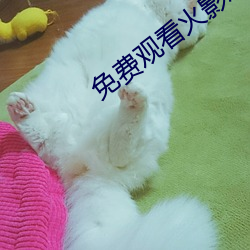 免费观看火影忍者