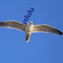 yslulu