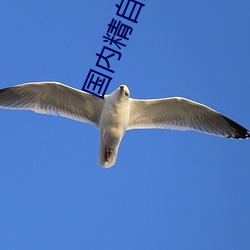 国(國)内精自(自)品线一(一)区(區)2022