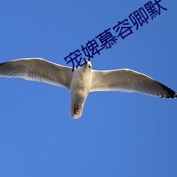 宠婢慕容(容)卿默