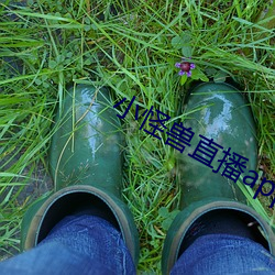 小怪兽直播app