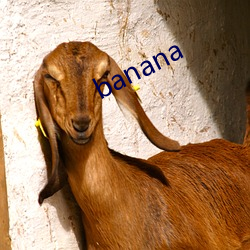 banana