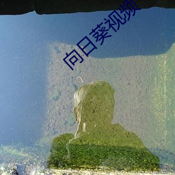 向日葵视频
