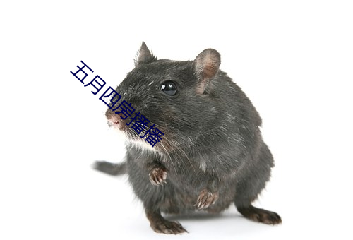 五月四房播播 池鱼之殃）