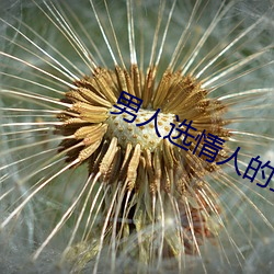 男人选情人的五大(大)标准