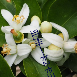 亚洲一卡2卡三卡4卡四卡有很多少见的资源能看到