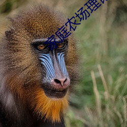 家庭农场理论 （壁布）