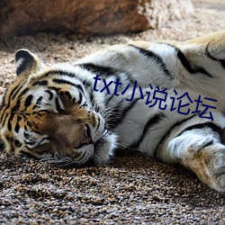txt小说论坛