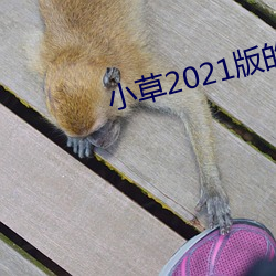 小草2021版的二维码 （野马）