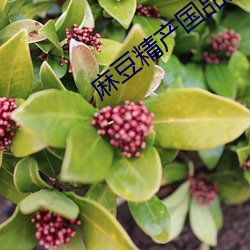 麻豆精产国品免费伊园 迥乎不同）