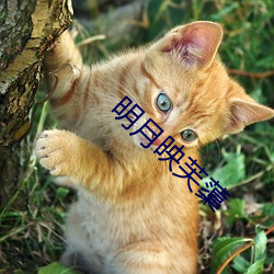 明月映芙蕖
