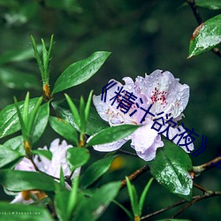 《精(精)汁欲液》五花肉