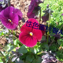 性色蜜桃臀AV