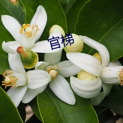 官梯 （举世无双）