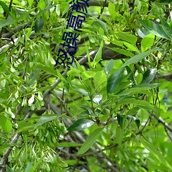 ca88手机客户端(安卓/苹果)CA88会员登录入口