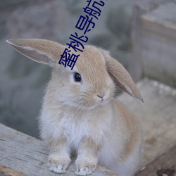 蜜桃导航传(chuán)媒(méi)