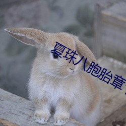 夏珠八胞胎章节目录