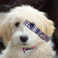旧里(裏)藩西(西)施(施)