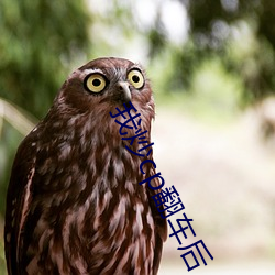 我(wǒ)炒(chǎo)cp翻(fān)车后