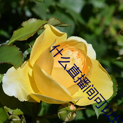 918博天堂·(中国)手机版客户端