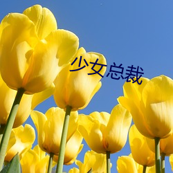 少女(女)总裁