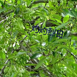 灼灼烈(烈)日
