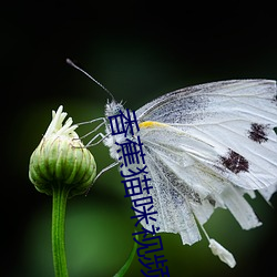 香蕉猫咪视(視)频(頻)免(免)费吗看