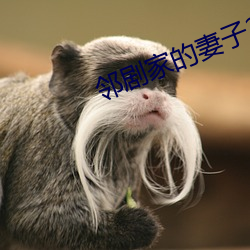 邻剧家(家)的妻子2