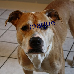 maque