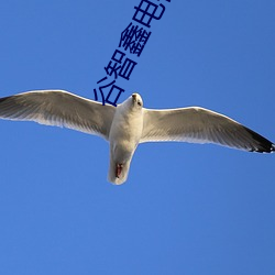 谷智(智)鑫电视(視)剧