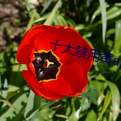 九游会登录j9入口 - 中国官方网站 | 真人游戏第一品牌