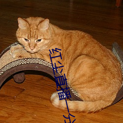 红尘直(直)播(播)一分三块