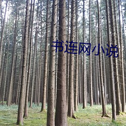 书(書)连(連)网小说