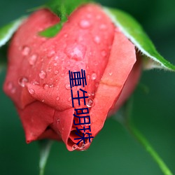 重生明珠