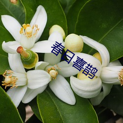 春(春)日喜(喜)鹊