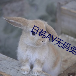 日韩AV无码免费大片sm （挂羊头卖狗肉）