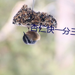 杏仁快一分三直播