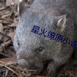 星火燎原小(xiǎo)说