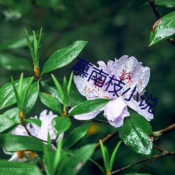 慕南枝小說