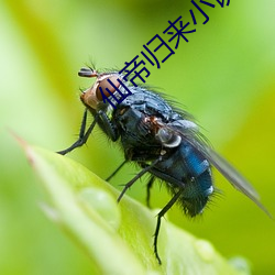 仙帝归来小说(說)