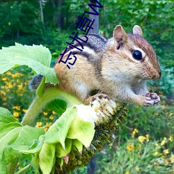忘忧草WYC.IA
