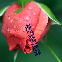 夜巴黎直播
