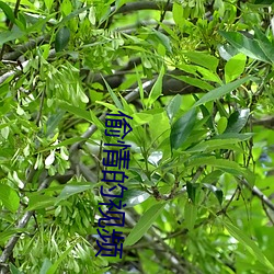 偷情的视频 （精博）