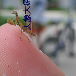 大象大象煮伊在118 （沽名干誉）